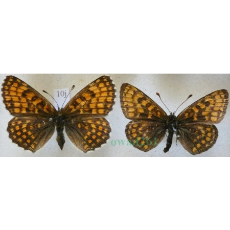 Melitaea athalia (Rottemburg, 1775) pair Przeplatka atalia Czech10j